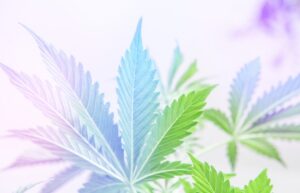 Medical Cannabis