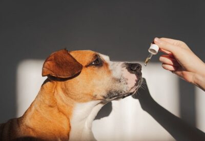 CBD_OIL_FOR_DOGS_EVERYTHING_YOU_NEED_TO_KNOW_blog_1